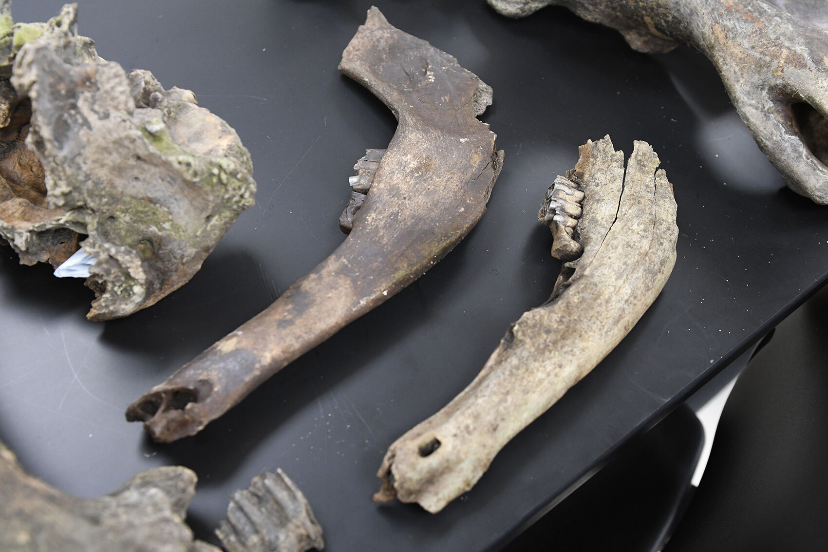 Jaw bones found in river